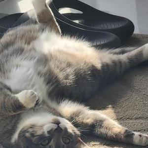Lost Cat Mittens
