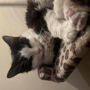 Image of Gatsby, Lost Cat