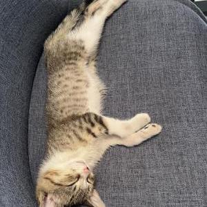 Image of Unknown, Found Cat