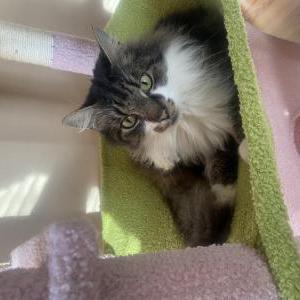 Lost Cat Jynx