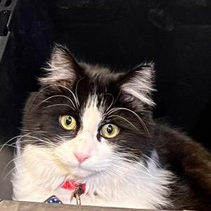 Lost Cat Figgy
