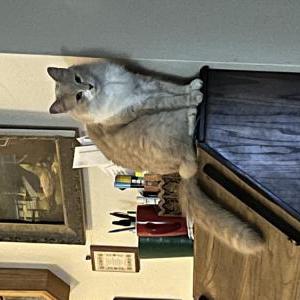 Image of Goblino, Lost Cat
