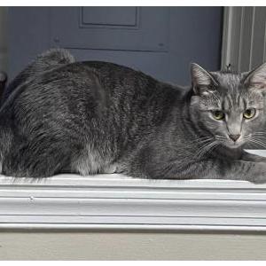 Lost Cat Ella