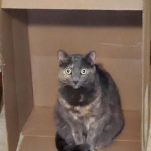 Image of Luna, Lost Cat