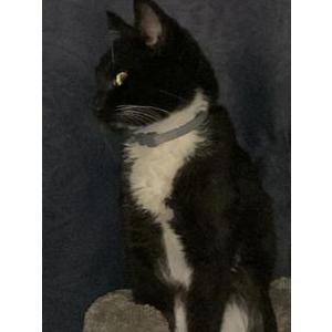 Image of Lee Roy, Lost Cat