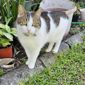 Lost Cat Chiquita