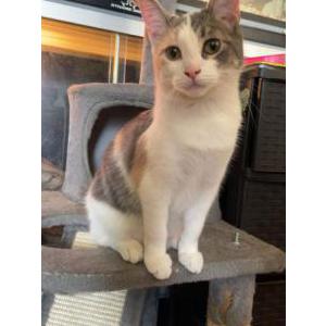 Lost Cat Peanut