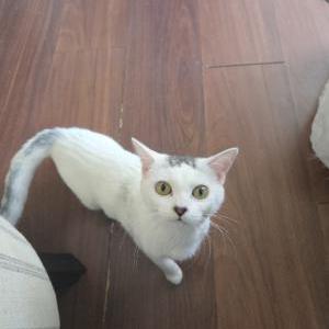 Image of Zelda, Lost Cat