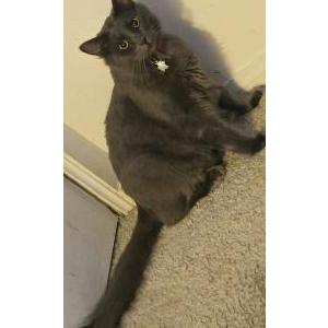 Image of Pete, Lost Cat