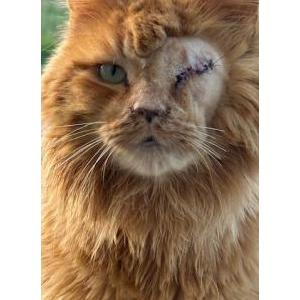 Image of Enji, Lost Cat