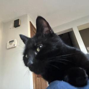 Lost Cat Puffer