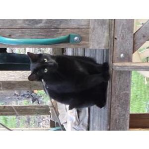 Lost Cat Fluffy