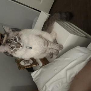 Image of Kiwi, Lost Cat