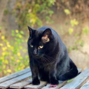 Image of Kitty (Emerald), Lost Cat