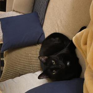 Image of Rufio, Lost Cat