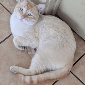 Image of Alice, Lost Cat