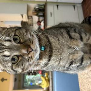 Image of frankie, Lost Cat