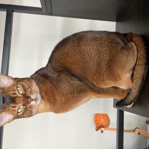 Lost Cat Lucy