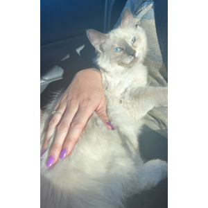 Image of Mya, Lost Cat