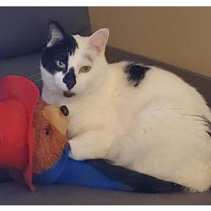 Lost Cat Rory