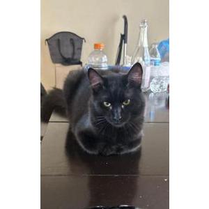 Image of Gordo, Lost Cat
