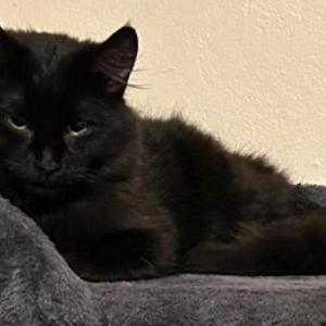 2nd Image of Gordo, Lost Cat