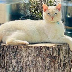 Lost Cat Henderson