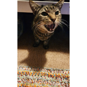 Image of Sylvester, Lost Cat