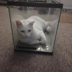Image of Boo, Lost Cat