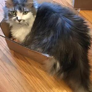 Lost Cat Charlie