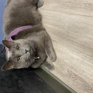 Lost Cat Asher