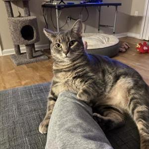 Image of Lucy, Lost Cat
