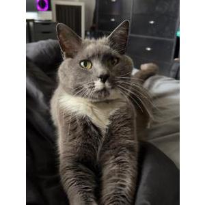 Lost Cat Bugs