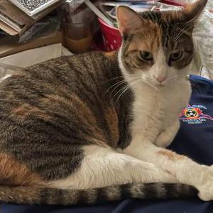 Image of Tripod, Lost Cat