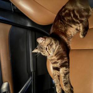 Image of Unknown, Found Cat