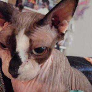 Image of Prince Charming, Lost Cat