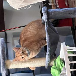 Image of Rex, Lost Cat