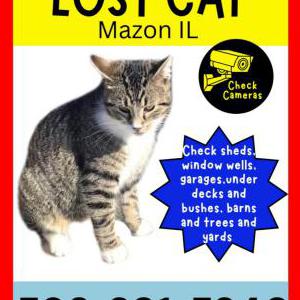 Lost Cat Tiger