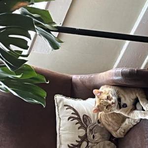 Image of Weasley, Lost Cat