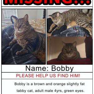 Image of Bobby, Lost Cat