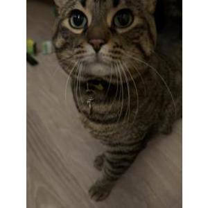 Image of Stark, Lost Cat