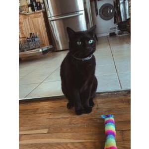 Image of Lilly, Lost Cat