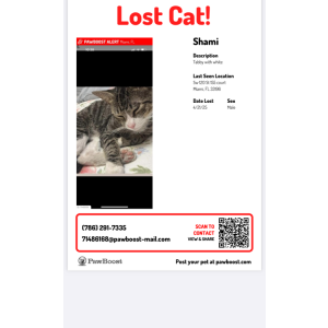 Lost Cat Shami