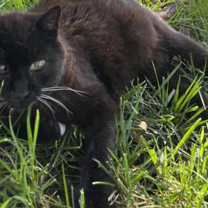 Image of Mittens, Lost Cat