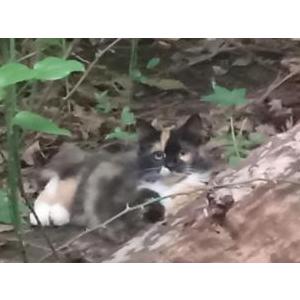 Found Cat Unknown