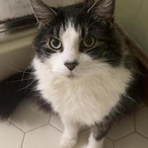 Lost Cat Jinx