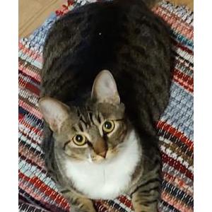 Image of Chunky cheese, Lost Cat