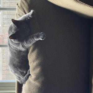 Image of Carina, Lost Cat
