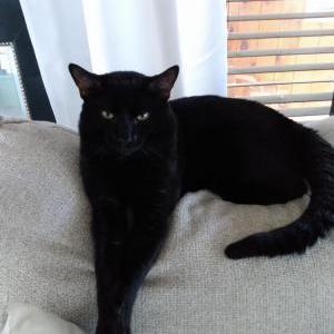 Lost Cat Pumpkin