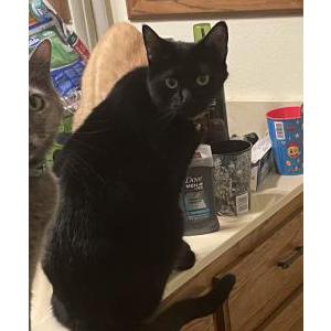 Lost Cat Aniken